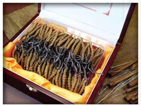 囊谦冬虫夏草回收?